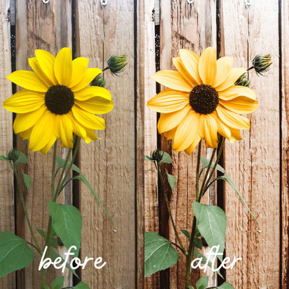 NEUTRAL Preset bundel